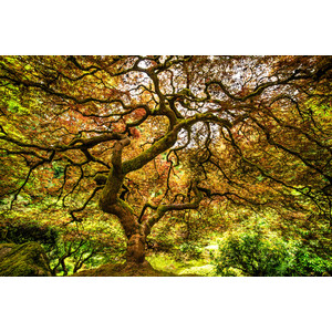 Japanese Maple - Japanese Garden, Portland, OR by Jay Rasmussen