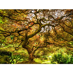 Japanese Maple - Japanese Garden, Portland, OR by Jay Rasmussen