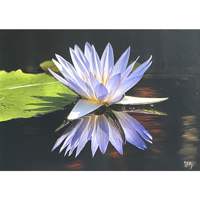 LOTUS 40X54 by Shelly Lawler