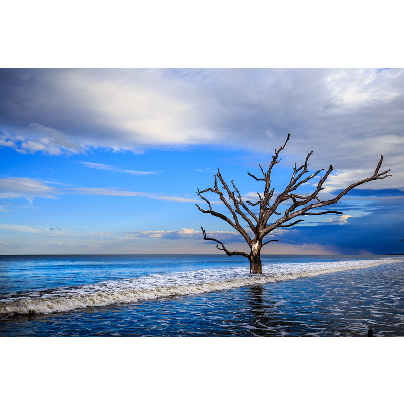 Boneyard Tree - Edisto Island, SC by Jay Rasmussen