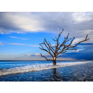 Boneyard Tree - Edisto Island, SC by Jay Rasmussen