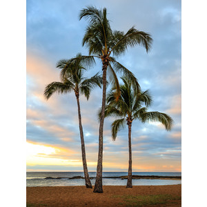 Palms - Salt Pond Beach, Kaui by Jay Rasmussen