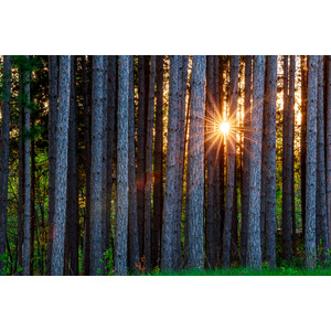 Tree Light - Wi by Jay Rasmussen