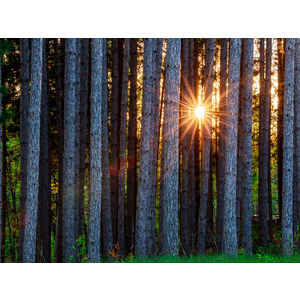 Tree Light - Wi by Jay Rasmussen