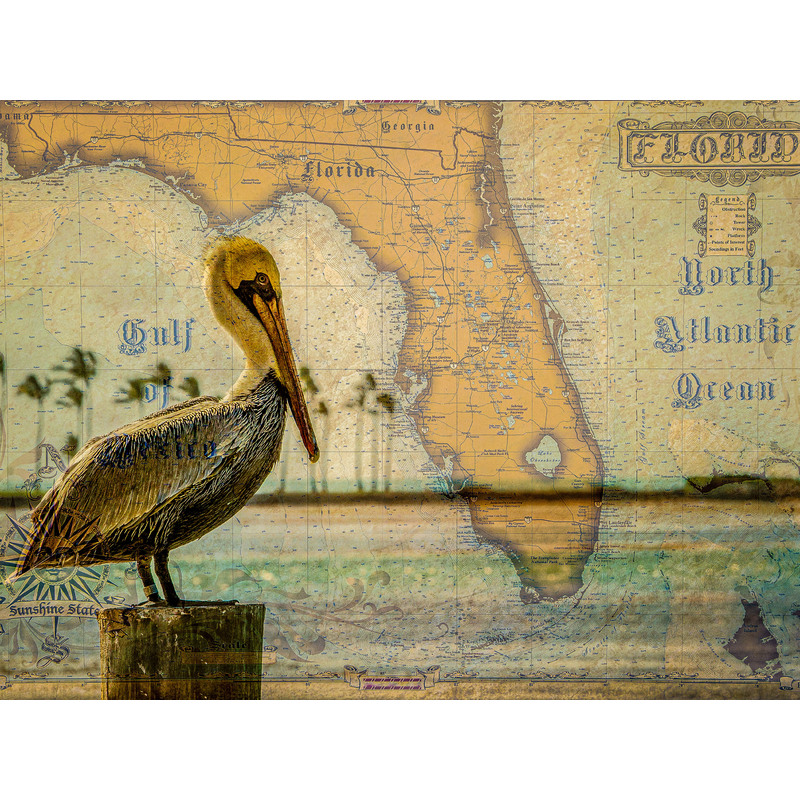 Florida Pelican Map - Florida by Jay Rasmussen