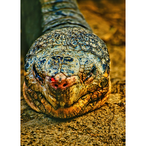 I'm Not a Snake by David Timothy Hartwig
