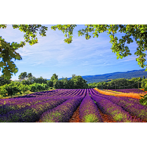 Fields of Lavender in Provence France - Available in sizes up to 8' by Dale and Gail Horn