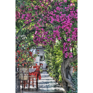 Bougainvillea Paradise - Available in Sizes up to 8' by Dale and Gail Horn