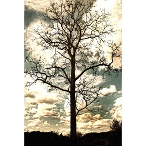 Morton Tree - Available in sizes up to 8' by Dale and Gail Horn