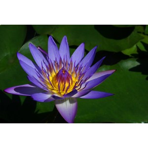 Purple Lotus - Available in Sizes up to 8' by Dale and Gail Horn