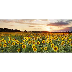 "Field of Sunshine" - Large by Tom Lazar