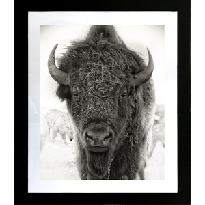 Buffalo 50" x 43" framed by Steve Wewerka