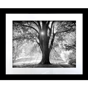 Grandfather Tree 40"x32" Framed by Steve Wewerka