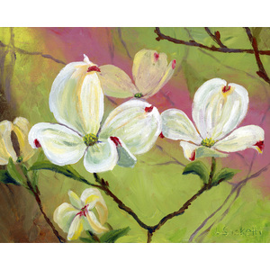 White Dogwood Flowers 11" x 14" by Linda Sacketti