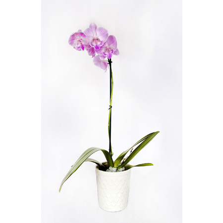 Medium orchid pink 19 x30 72 dpi