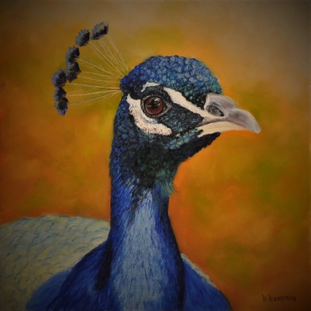 Medium peacock  2 