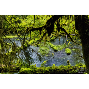A Rain Forest Pond by David Timothy Hartwig
