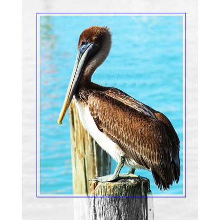 Medium pelican post print 1 16x20