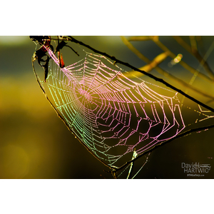 Color of the Web by David Timothy Hartwig
