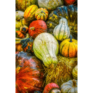 Harvest Color by David Timothy Hartwig