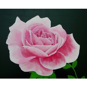 Pink Rose 20 x 16 by Jim Young