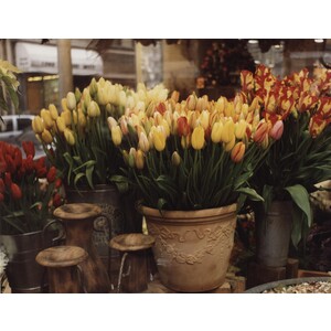 "Tulips, Paris" by zeny cieslikowski