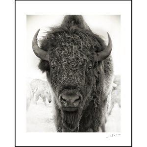 Buffalo 16"x20" archival Print by Steve Wewerka