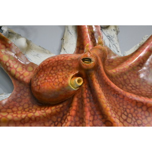 Red Octopus Transition by Ruben Medina